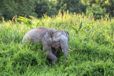 Title: Bornean Elephant Added to the "Red List" of Animals
