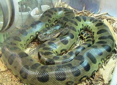 Discovery of the Largest Snake Species in the World in the Amazon Rainforest
