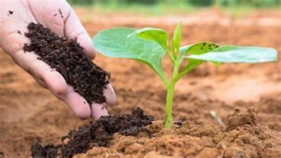 ## Emirati Farmer Produces Organic Fertilizer from Waste Recycling