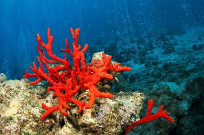 Discovery of a New Type of "Red Coral"