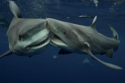 Title: Test Proves "Cocaine" Use by Sharks in Brazil