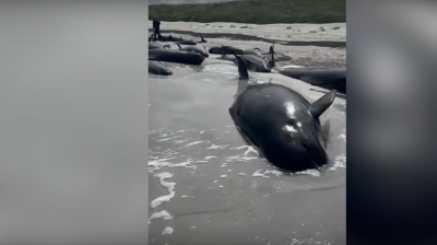 Title: Stranding of Dozens of Whales on the Coast of Scotland