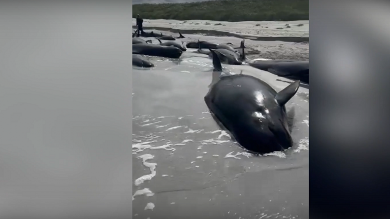 Title: Stranding of Dozens of Whales on the Coast of Scotland