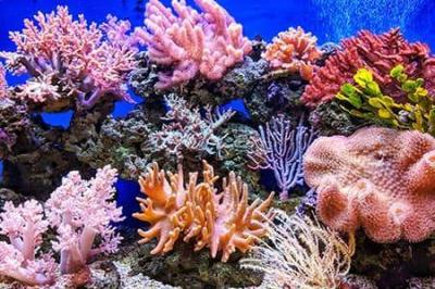 Coral Reefs Respond to Sounds... Like Humans