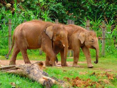 Are Borneo Elephants Facing Extinction?