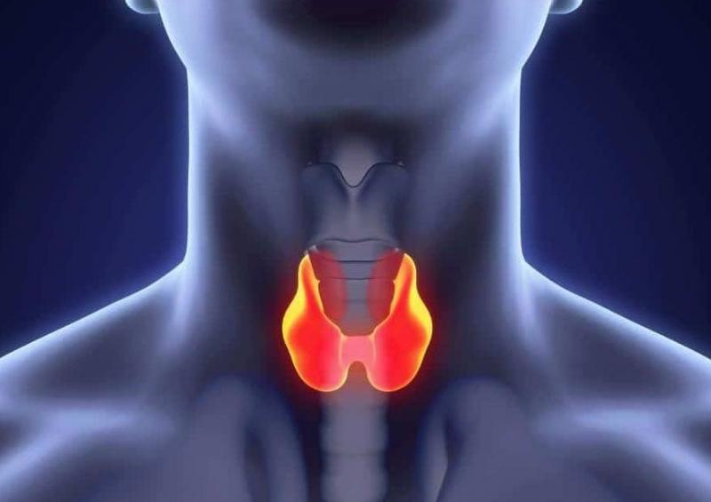 Title: Fasting and Its Effects on the Thyroid Gland