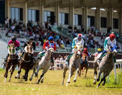 Tomorrow: 7 Horses Compete in the "Wathba Cup" in Romania