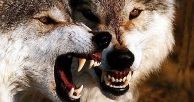 Terrifying Attack... 3 Wolves Assault Woman at Zoo!