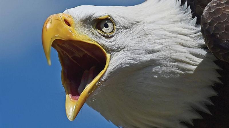 Tesla Car Crashes Due to Dinner from a Bald Eagle! (Photos)