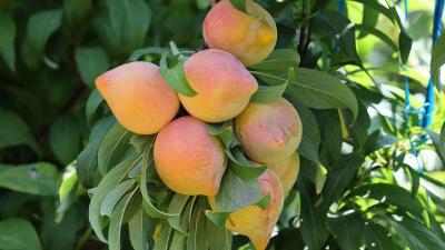 What is the Relation of Apricots to Fighting Aging?