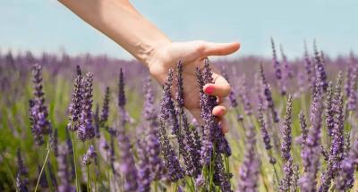 Benefits and Harms of Lavender