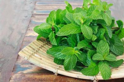 Mint: Its Benefits and Harms