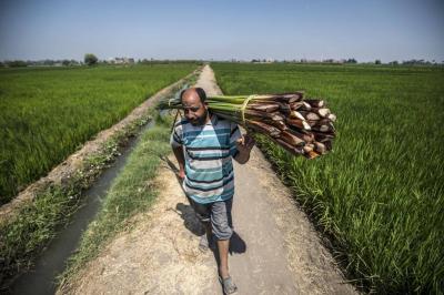 Egypt Aims to Increase Agricultural Product Exports