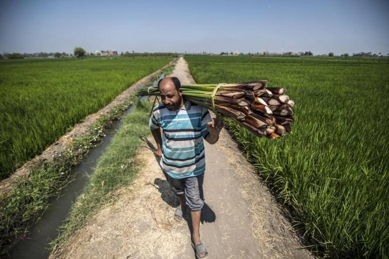 Egypt Aims to Increase Agricultural Product Exports