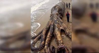 The Truth Behind the "Giant Octopus" Discovery