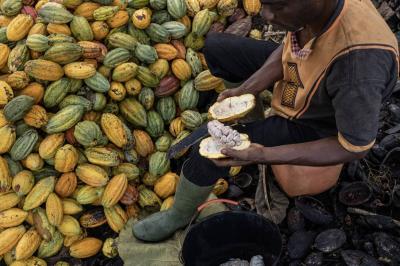 Cocoa Prices Continue to Soar