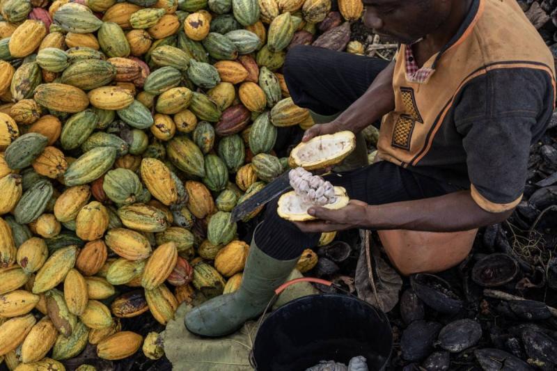 Cocoa Prices Continue to Soar