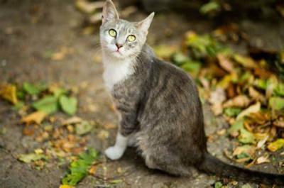 Morocco: Video of Worker Finding Frozen Cat Corpses