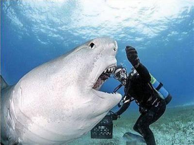 In Saudi Arabia.. Diver Rescues Shark from a Trap with Metal Rods