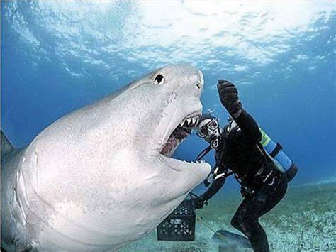 In Saudi Arabia.. Diver Rescues Shark from a Trap with Metal Rods