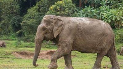Title: Tourist Killed 'Under the Feet of an Elephant' in South Africa