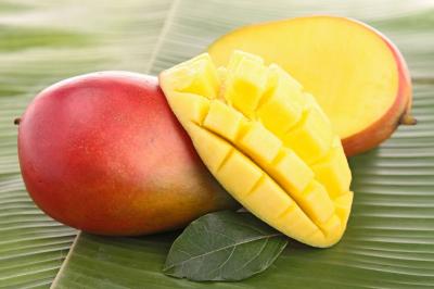 Umluj Hosts the Third Mango Festival