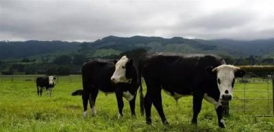 In America: Influenza in Cattle Milk Raises Concerns