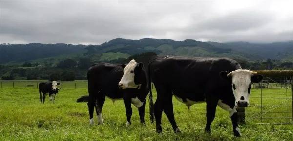 In America: Influenza in Cattle Milk Raises Concerns