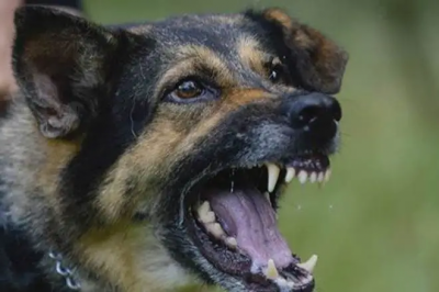 Fear in Egypt: Rabid Dog Bites 7 People!