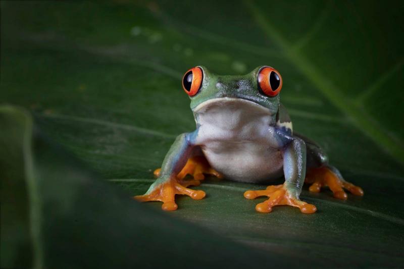 Israeli Soldier Sentenced to Prison for Killing a Frog in Microwave