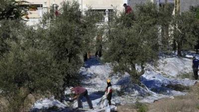 Harvest Season: Crisis and Neglect Threaten Production