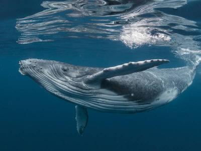 Crew Survives After Whale Sank Their Ship