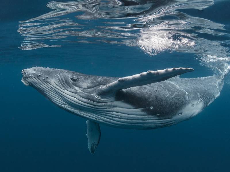 Crew Survives After Whale Sank Their Ship