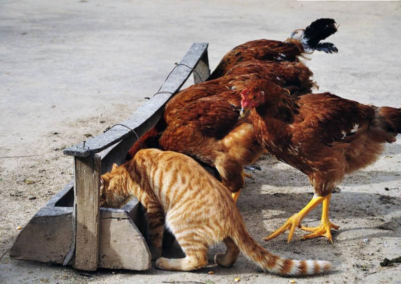 Infection of Two Cats with Bird Flu in South Korea