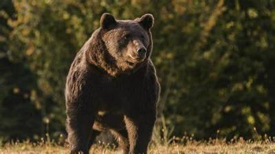 Bear Attacks Tourist in Italy!