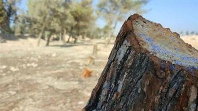 The Cold Threatens Forests on the Doorstep of Winter!