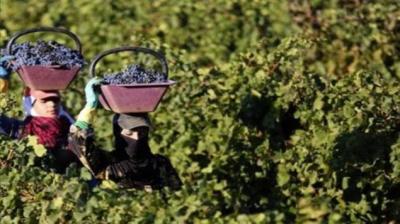 Are Crops in Lebanon Contaminated with Cholera?