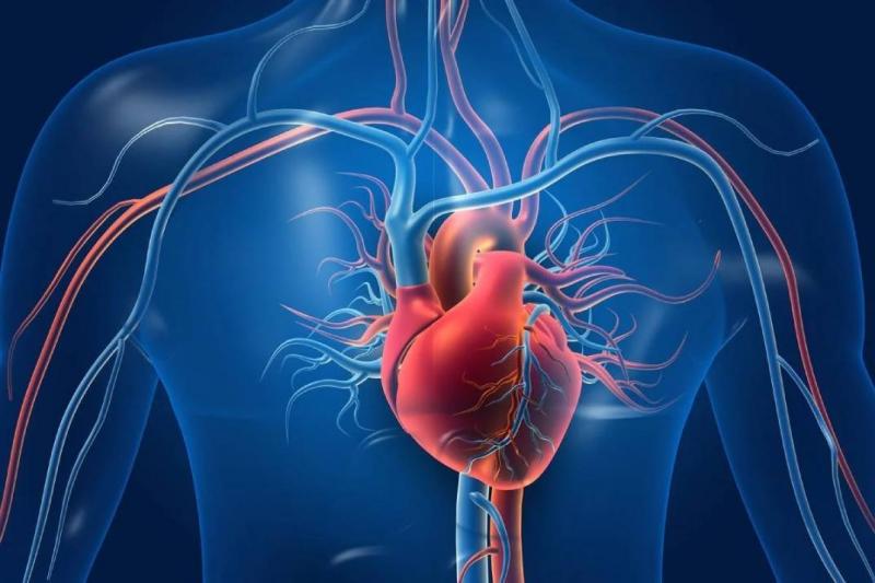 Impressive Results from an Innovative Technology that Remodels Blood Vessels and Activates Heart Muscle Cells