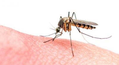 Jordan Records First Case of West Nile Fever