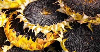 Not Just for Snacking: The Many Benefits of Sunflower Seeds