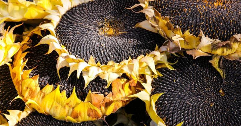 Not Just for Snacking: The Many Benefits of Sunflower Seeds