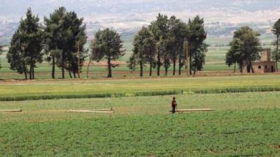 Diesel Costs Determine Types of Crops