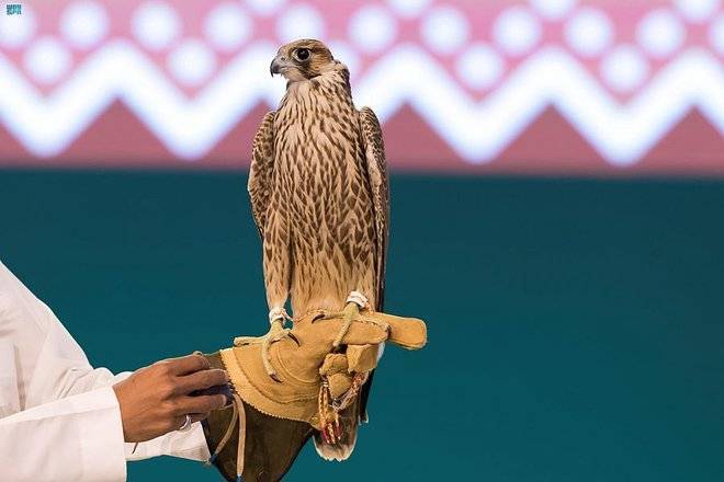 # Launch of the King Abdulaziz Falcon Festival with Valuable Financial Prizes