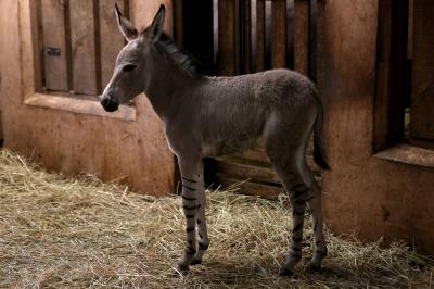 Zoo in Chile Celebrates the Birth of Endangered Somali Wild Donkey