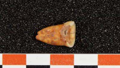 New Study Sheds Light on Human Diet Before Agriculture