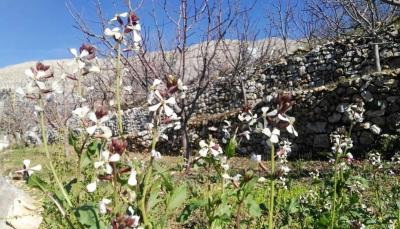 Spring in the Heart of January
