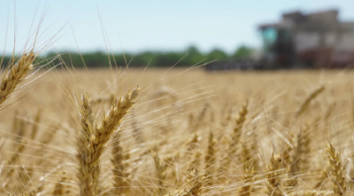 What is the Impact of the Grain Agreement on Bread in the Middle East?