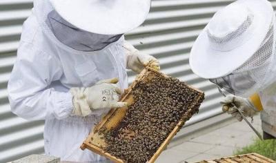 Bee Farmers' Syndicate in Beqaa: To Abolish Customs Duties on Required Supplies