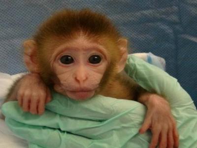 Success of the First Cloning of a Rhesus Macaque Monkey