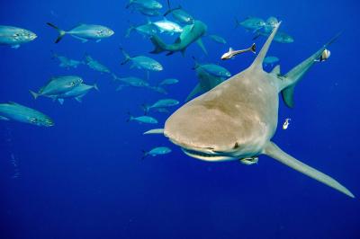 America: The "Shark Attack Capital of the World"